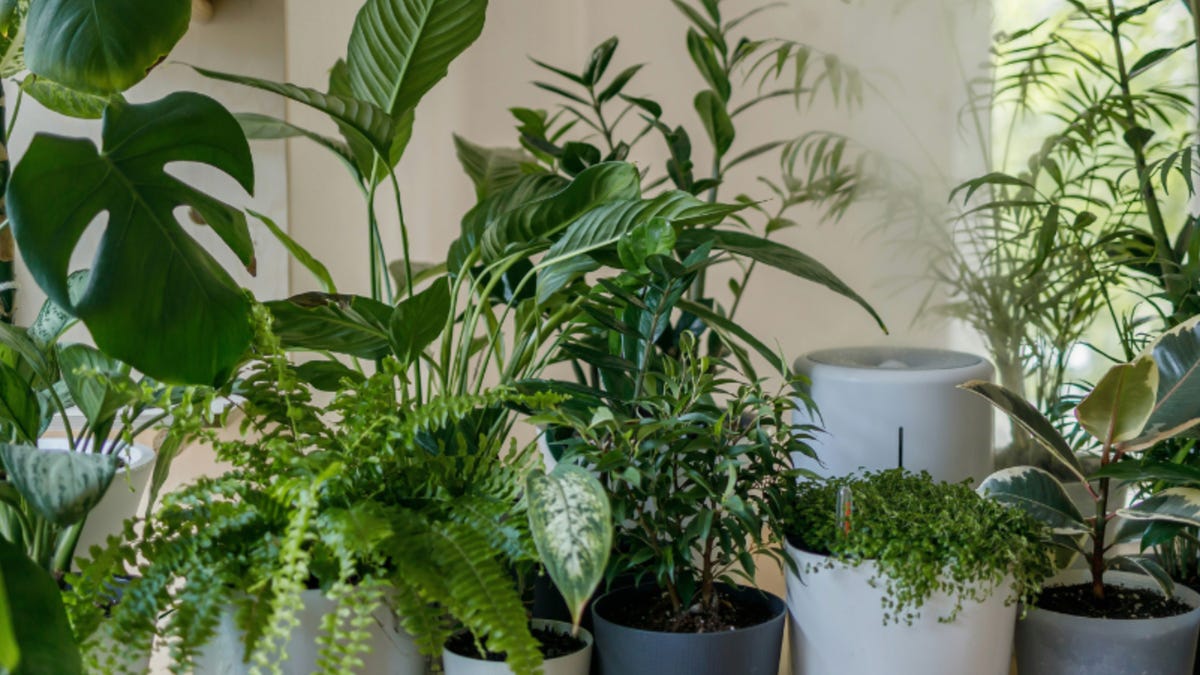 Want a Cooler House? Buying These Houseplants Can Help